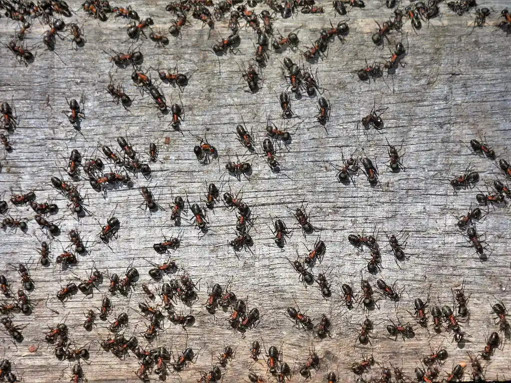 Tips to Prevent Termites on Wooden Tables & Chairs